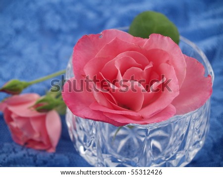 Soft Pink Roses Arranged in a Romantic Scene on Blue Lace