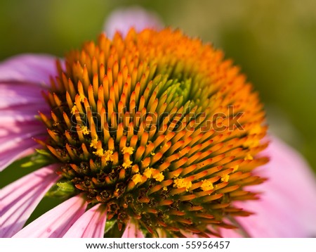 Cone Flower, also known as Echinacea, in a Garden