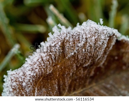 Frost Covered Leaf on Frozen Grass on an Autumn Morning