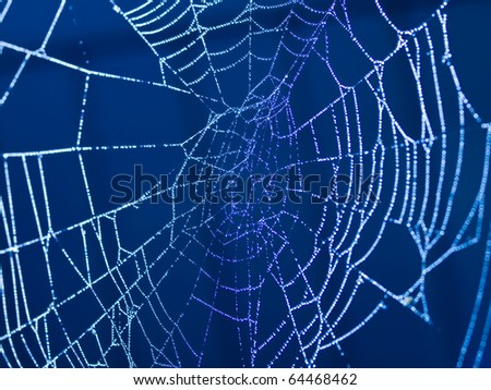 Spider Web Covered with Sparkling Dew Drops - Blue Tone