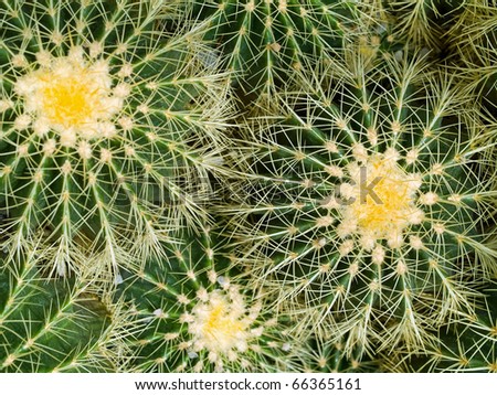 Cactus Macros with Texture Suitable for Desert Backgrounds