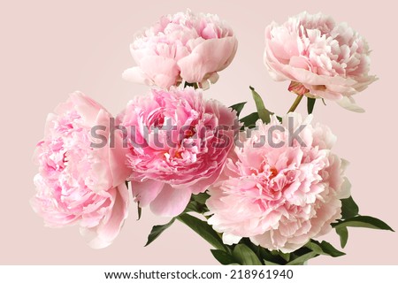 Bouquet of pink peonies on pink background