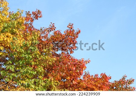 Autumn - colorful oak leaves on blue sky background