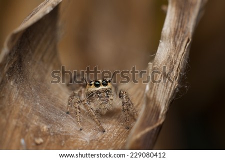 Good pest control, diet are mainly bugs around the house, garden or farmland / jumping spider / salticidae