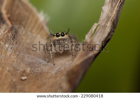 Good pest control, diet are mainly bugs around the house, garden or farmland / jumping spider / salticidae