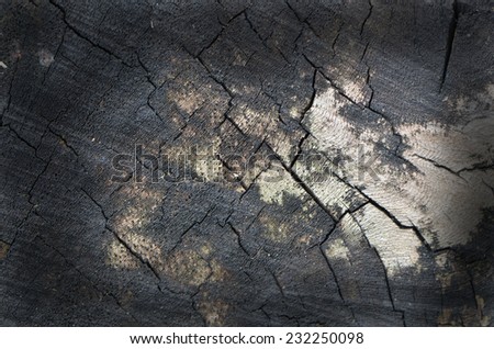 Close up of rotting and worn timber wood at the park / Tropical hardwood / tree stump, benches, display