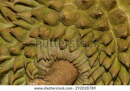 Durian and mangosteen are known as \