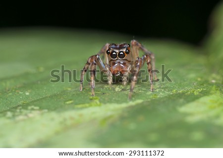 Macrophotography of tiny jumping spiders at 1:1 magnification takes great skills, as they are sensitive to vibration around them / Jumping spiders / They are proficient hunters and kept pest at bay