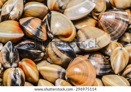 Shellfish are used extensively in culinary and cuisine art of food preparation / Shellfish / Can be eaten raw, cooked in many variety and styles