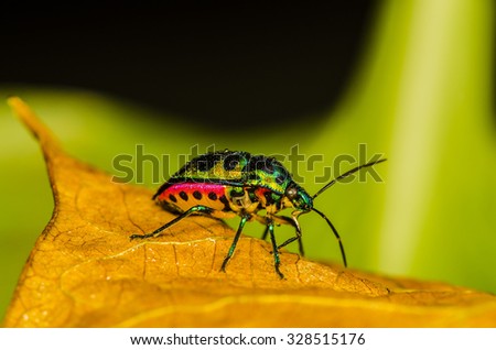 Jewel bug which belongs to the scutelleridae family and are actually true bugs / Jewel bug / They are often brilliantly colored, exhibiting a wide range of iridescent metallic hues,hence the name