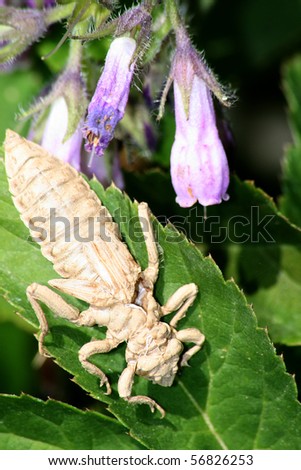 Dragonfly+larvae+food