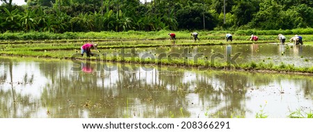 Farmer transplant rice seedlings on field in rural