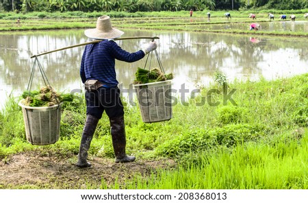 man worker at farm work carrying green rice grass
