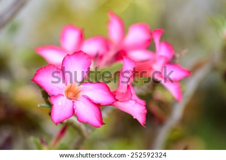 Closeup - Pink Flower, Adenium obesum tree, Desert Rose, Impala Lily, Mock Azalea