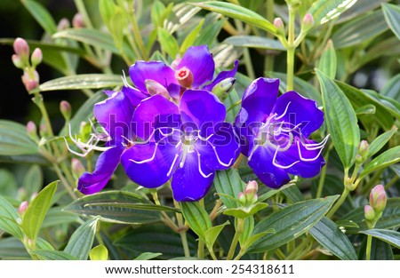 Tibouchina sp, Melastomataceae, tropical America