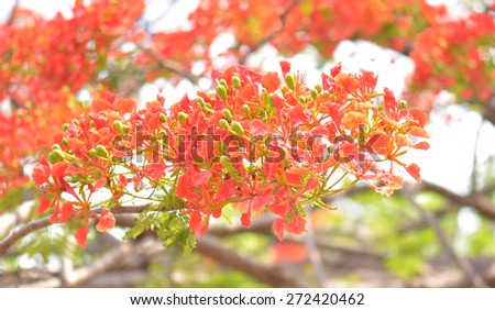 Flame Tree Flower - Royal Poinciana Tree