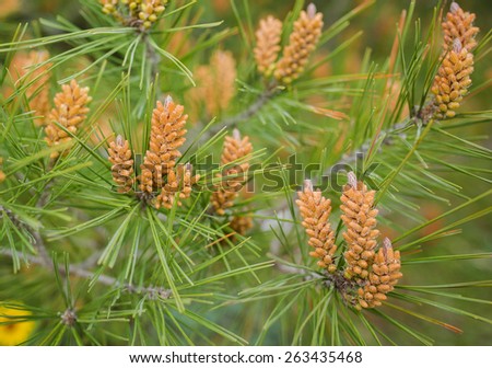 Long-leaf southern pine branches with yellow pollen-producing male cones