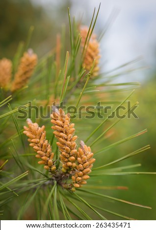 Long-leaf southern pine branches with yellow pollen-producing male cones. Close-up