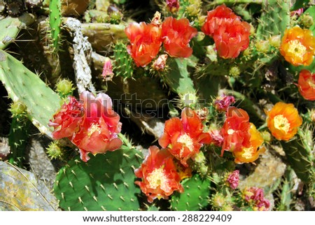 Beautiful red and orange cactus flowers.