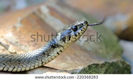 grass snake with tongue lolling