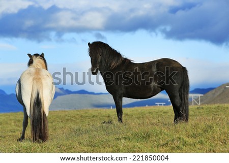 horse love, black and white on the meadow, Iceland