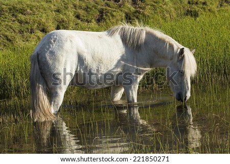 horse love, white horse on the lake, Iceland