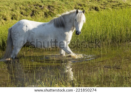 horse love, white horse on the lake, Iceland