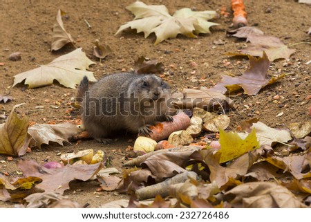 Portrait of black-tailed prairie dog with a carrot