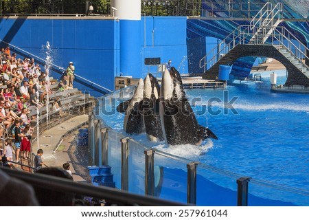 Three killer whales on performance Florida, FLORIDA 27 October 2014, USA