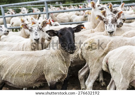 shorn flock of sheep on the meadow, all text and logos removed, Scotland