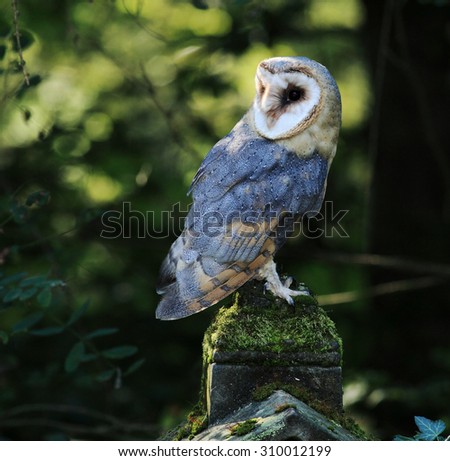 Closeup of Barn Owl Raptor with Back Lighting, Czech Rep