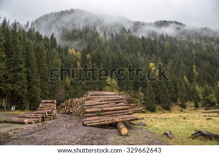 Wooden logs in the forest, stacked in a pile in Dolomites. Freshly chopped tree logs stacked up on top of each other in a pile.