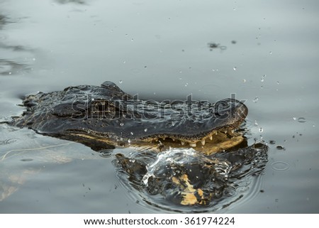 American Alligator attacks in the swamp on the other alligator, Everglades, Florida