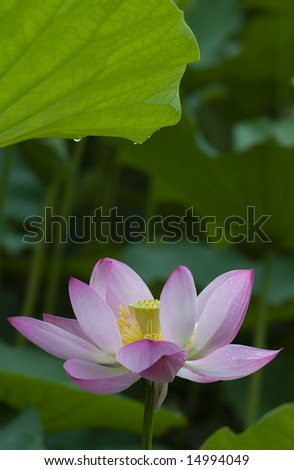 The lotus flowers in the morning after rain.Open lotus blossom with shallow focus.