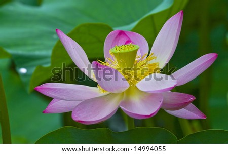 The lotus flowers in the morning after rain.Open lotus blossom with shallow focus.