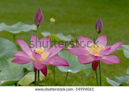 TWIN LOTUS FLOWER.The lotus flowers in the morning after rain.Open lotus blossom with shallow focus.