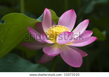 The lotus flowers in the morning after rain,blooming lotus flower of pink color over dark background