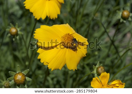 Cute yellow flowers with bee