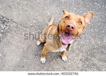 Funny brown dog sitting on asphalt.