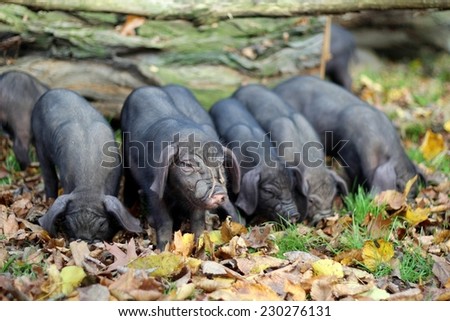 small black Vietnamese pigs	/Vietnamese piglets