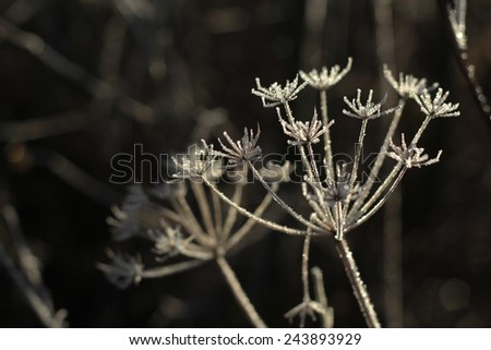 frost on the plant/frost on the plant