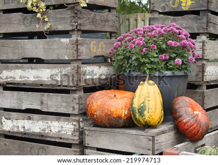 Autumn market display with pumpkins, squash and fall mums