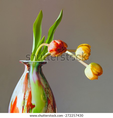 One red and two yellow peony tulips in abstract colorful pattern glass vase; square composition