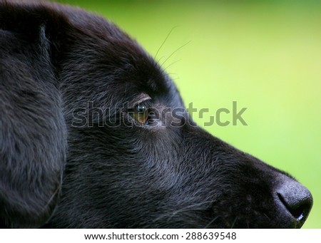 Close up of the head of a black retriever puppy; composition tight cropping