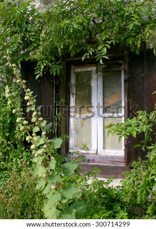 Old weathered dark brown shutters and glass windows with white frames, spider webs and surrounded with vines, hollyhock and green plants