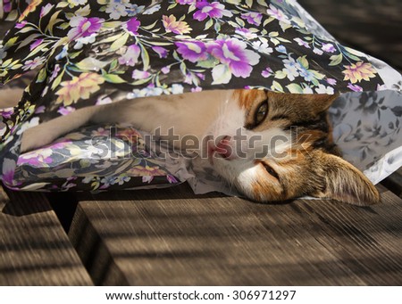 Young tabby cat laying in plastic shopping bag with floral print on wooden garden table; tight cropping