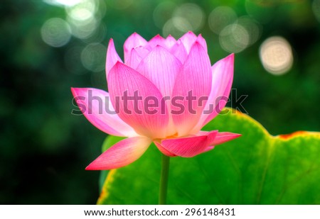 Miniature exotic lotus flower with bokeh in the background. Flower of the buddhism religion