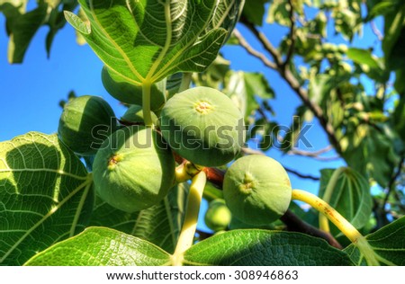 Bunch of green figs on a fig tree