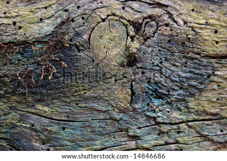 Nature\'s Graffiti: close up of decaying wood, which once had several layers of paint on it.