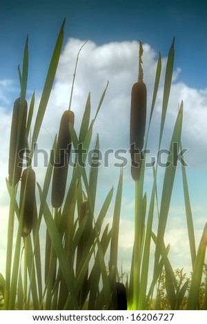 Bulrush in ground mist against a moody sky. HDR image technique.